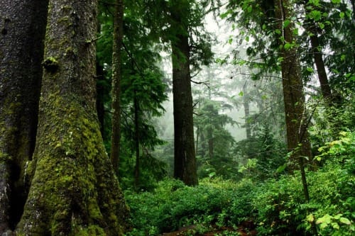 trees in old-growth forest