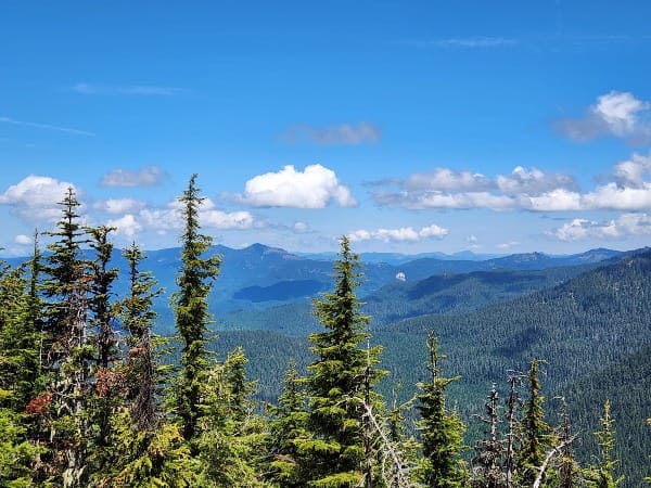 When Forests Became Habitat